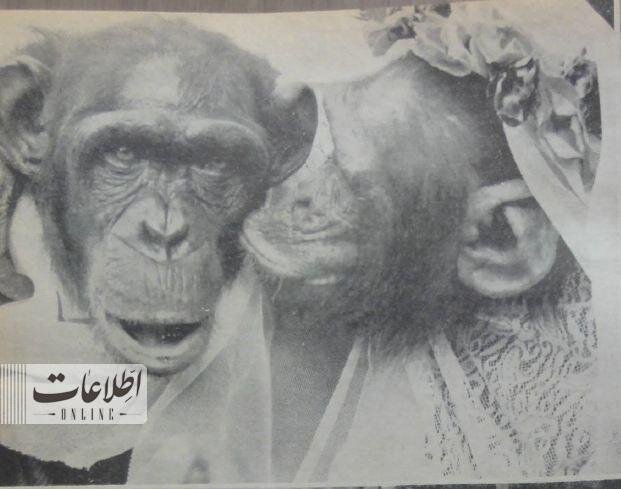 ازدواج ۲ میمون در باغ وحش تهران