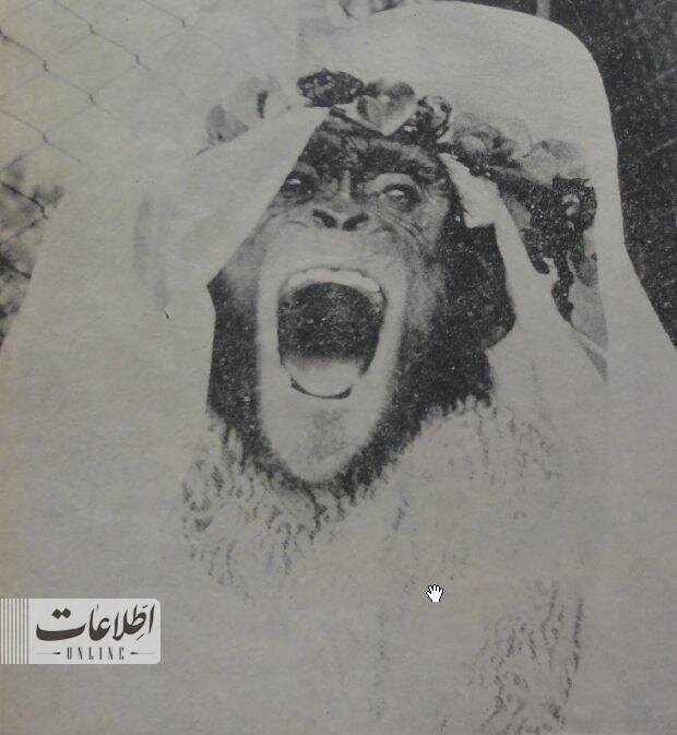 ازدواج ۲ میمون در باغ وحش تهران