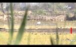 ببینید | مهمان کشی