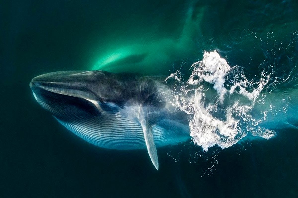 نتیجه باورنکردنی گوش دادن به صدای نهنگ آبی