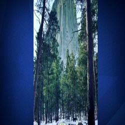 ویدئو | حیات وحش | شیطان واقعی جنگل‌های استرالیا!