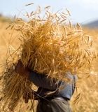 خبر مهم برای گندمکاران | اعلام جزئیات جدید خرید تضمینی گندم