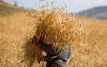 خبر مهم برای گندمکاران | اعلام جزئیات جدید خرید تضمینی گندم