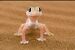 این سبزی مارمولک ها را فراری می دهد | دفع کامل مارمولک با این سبزی