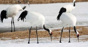 ویدئو | حیات وحش | خواستگاری عجیب و غریب درنای اروپایی!