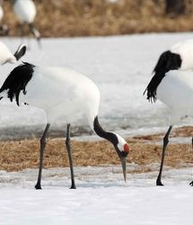 ویدئو | حیات وحش | خواستگاری عجیب و غریب درنای اروپایی!