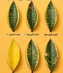 بیماری های سانسوریا رو بشناس ؛ مراقب این نشونه ها باش!