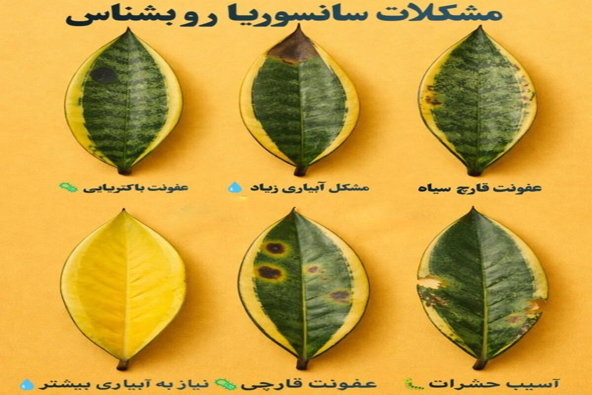بیماری های سانسوریا رو بشناس ؛ مراقب این نشونه ها باش!