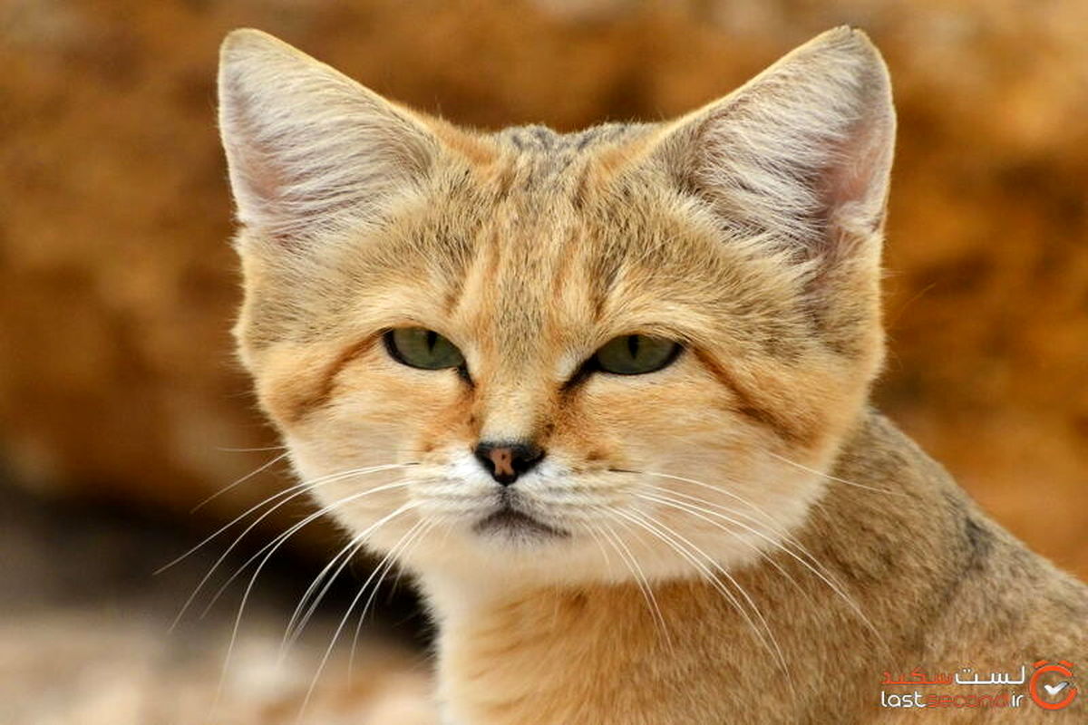 عکس | کشف  یک گونه کمیاب گربه در ایران