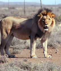 فیلم | حیات وحش | گم‌شدن عجیب توله شیرها در جنگل!