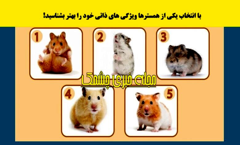 تست شخصیت شناسی | با انتخاب یکی از همسترها ویژگی شخصیتی پنهان شما برملا می‌شود!