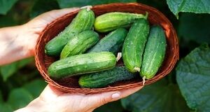 مهم ترین خواص خیار برای پوست، مو و سلامتی | معجزه خیار را ببین