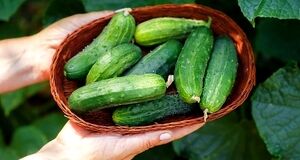 مهم ترین خواص خیار برای پوست، مو و سلامتی | معجزه خیار را ببین