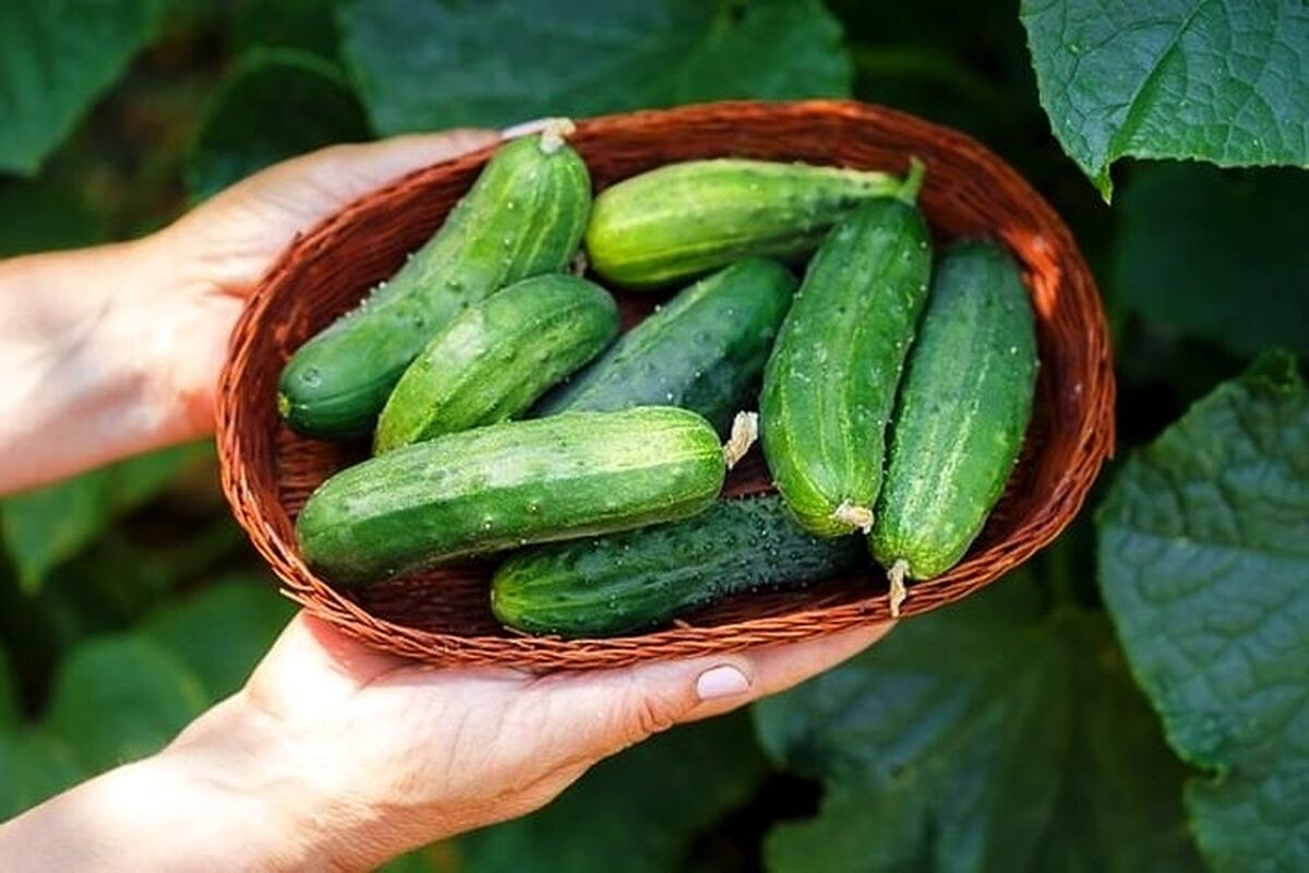 مهم ترین خواص خیار برای پوست، مو و سلامتی | معجزه خیار را ببین