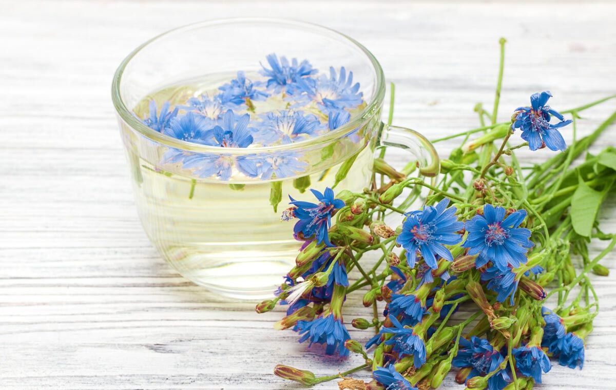 آشنایی با خواص گیاه کاسنی در سلامت و زیبایی