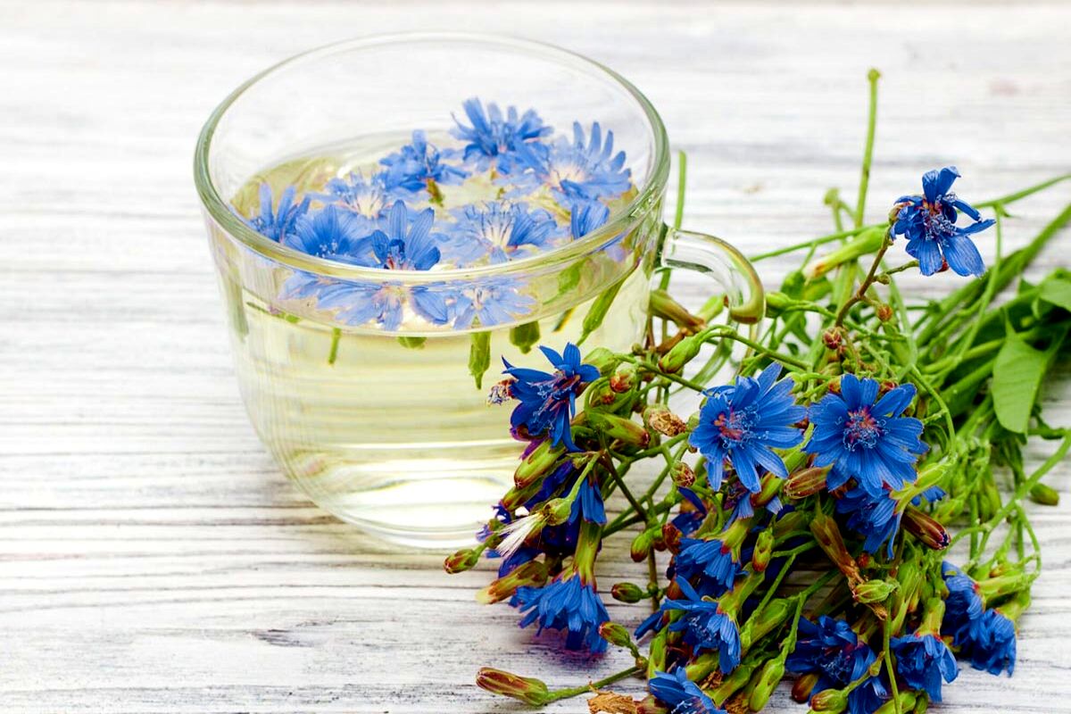 آشنایی با خواص گیاه کاسنی در سلامت و زیبایی