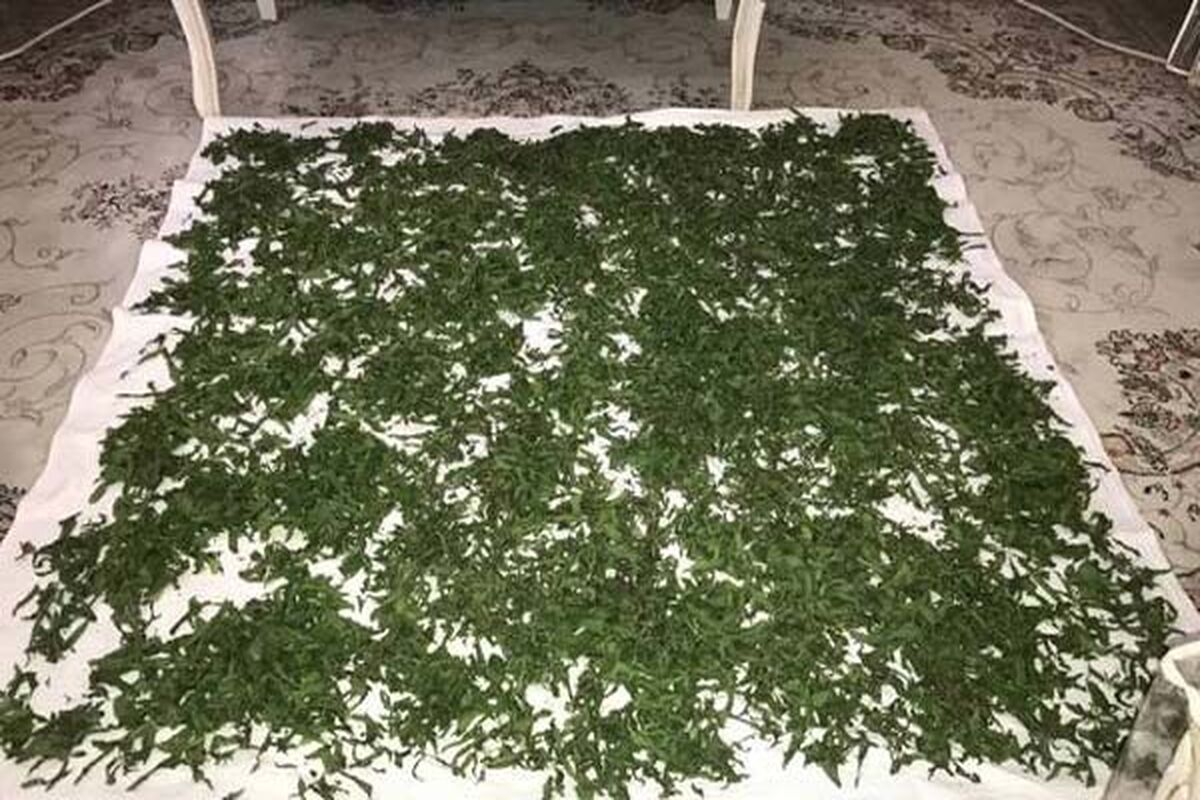 تمام عمر اشتباهی سبزی خشک می کردیم | روش درست خشک کردن سبزی در یک چشم بهم زدن