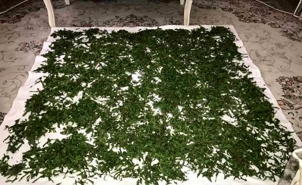 تمام عمر اشتباهی سبزی خشک می کردیم | روش درست خشک کردن سبزی در یک چشم بهم زدن