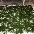 تمام عمر اشتباهی سبزی خشک می کردیم | روش درست خشک کردن سبزی در یک چشم بهم زدن