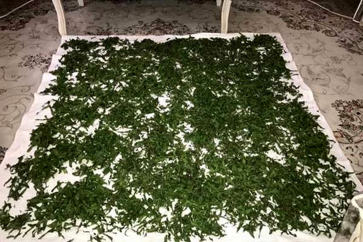 تمام عمر اشتباهی سبزی خشک می کردیم | روش درست خشک کردن سبزی در یک چشم بهم زدن