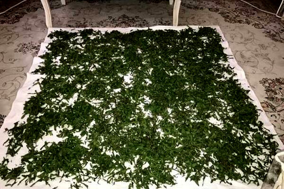 تمام عمر اشتباهی سبزی خشک می کردیم | روش درست خشک کردن سبزی در یک چشم بهم زدن