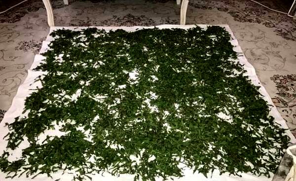 تمام عمر اشتباهی سبزی خشک می کردیم | روش درست خشک کردن سبزی در یک چشم بهم زدن