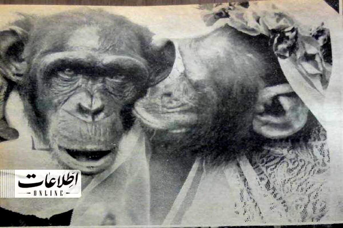 تصاویر | ازدواج ۲ میمون در باغ وحش تهران!