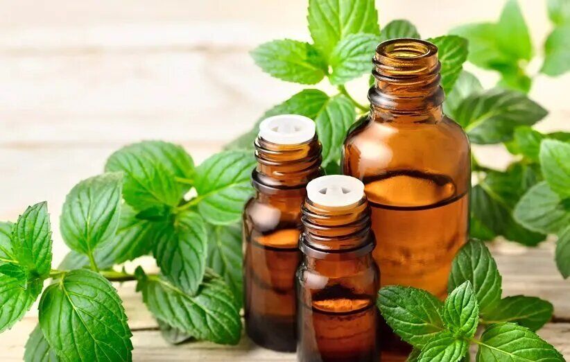 درمان فشار خون با روغن این گیاه؛ ۲۰ روزه
