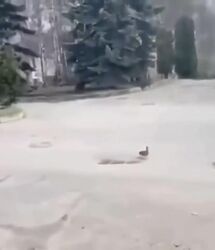 واکنش جنجالی سفارت ایران / کنایه تازه ایران به آمریکا