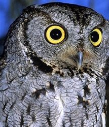 ویدئو | حیات وحش | کمیابترین جغدها در جنوب ایران!