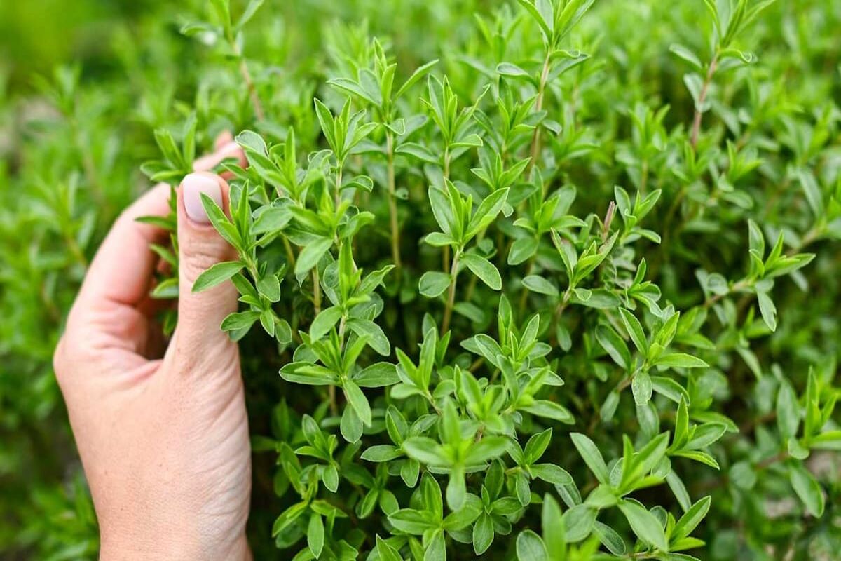 گیاه پادشاهی که قاتل مستقیم افسردگی ، عصبانیت ، فشار خون و چربی خون و بی خوابی است