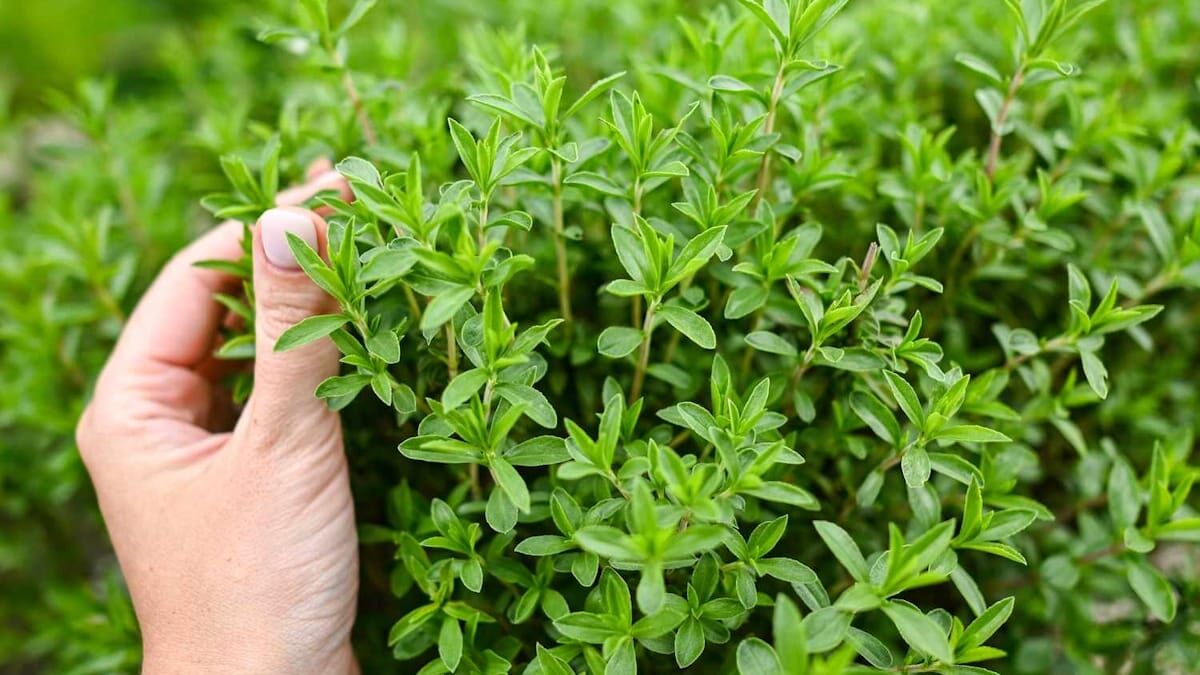 گیاه پادشاهی که قاتل مستقیم افسردگی ، عصبانیت ، فشار خون و چربی خون و بی خوابی است