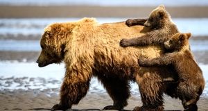 ویدئو | حیات وحش؛ گربه سانان گوشتخوار با نیروی حیرت‌آور!