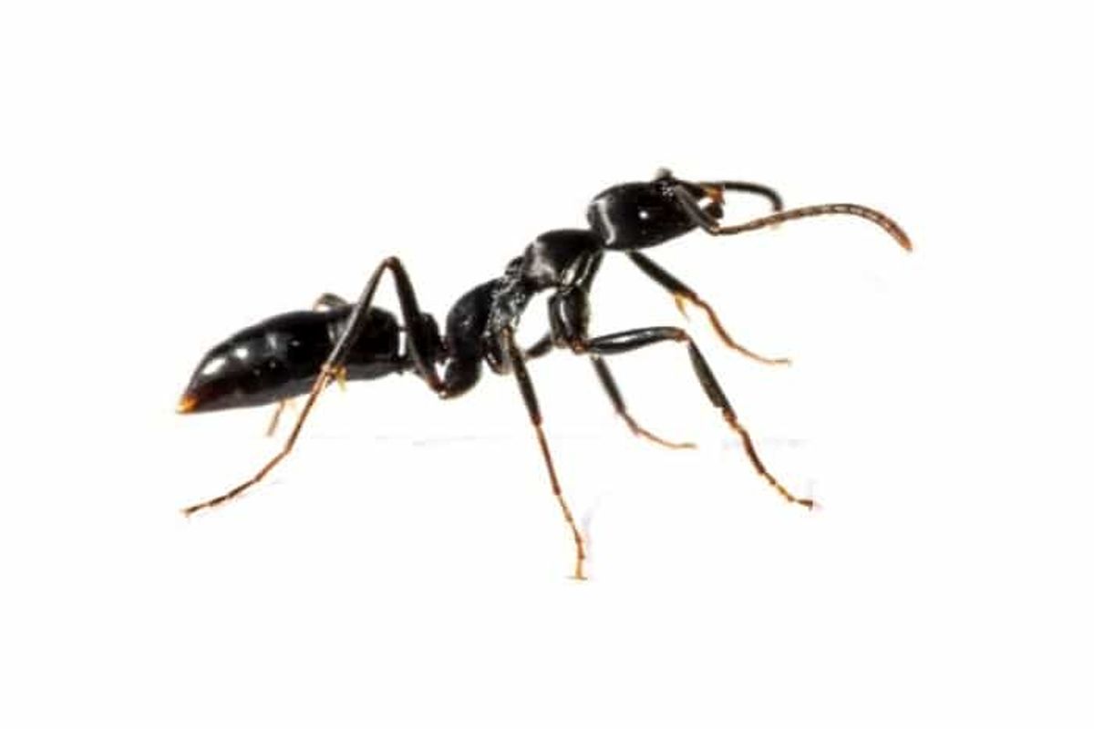 تاثیر روغن مورچه در از بین بردن موهای زائد | رفع موهای زائد با روغن مورچه