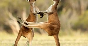 ویدئو | حیات وحش | نبرد کانگورو پیر و جوان بر سر قلمرو!