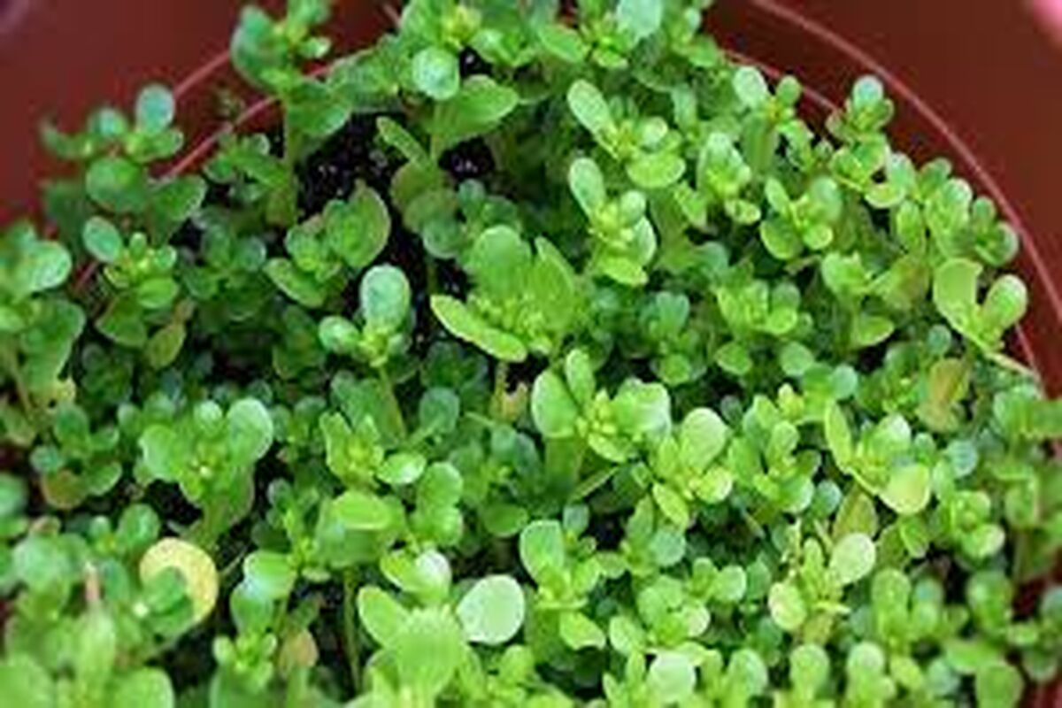 یک دنیا خواص در یک برگ گیاه خرفه 