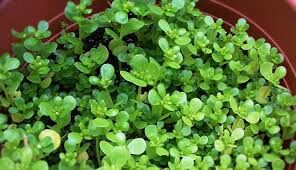 یک دنیا خواص در یک برگ گیاه خرفه 