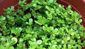 یک دنیا خواص در یک برگ گیاه خرفه 