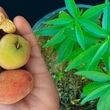 آموزش کاشت هلو در گلدان | آموزش کاشت هسته هلو و رازهای تبدیل آن به درخت بارور در حیاط و بالکن