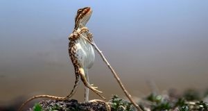 ویدئو | وقتی عکاسان با حیات وحش شوخی می‌کنند!