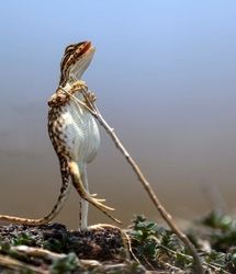 ویدئو | وقتی عکاسان با حیات وحش شوخی می‌کنند!