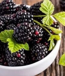 فواید شگفت انگیز این ۹ خوراکی سیاه تابستانی که از آن بی خبرید!