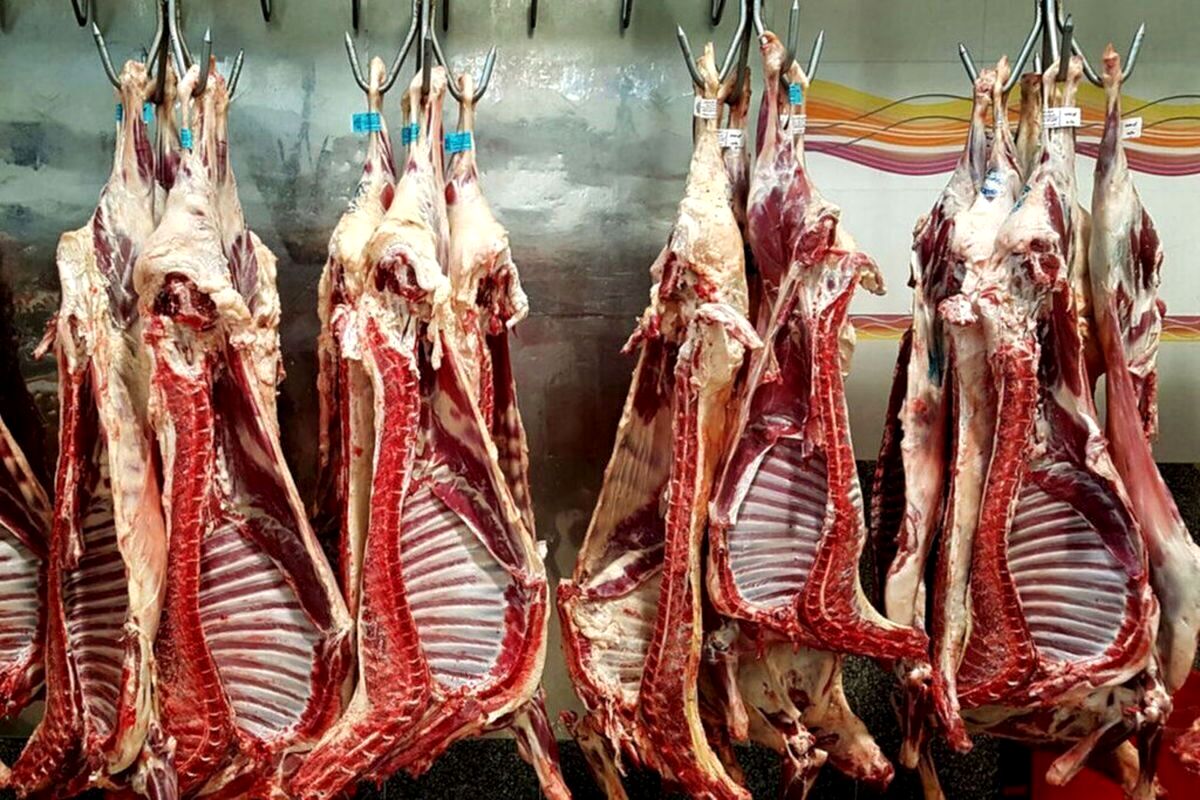 توزیع گوشت دولتی رایگان آغاز شد