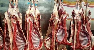 توزیع گوشت دولتی رایگان آغاز شد