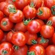 عمرا اگه میدونستی نباید گوجه فرنگی را در یخچال نگهداری کرد! ؛ روش نگهداری درست گوجه‌فرنگی