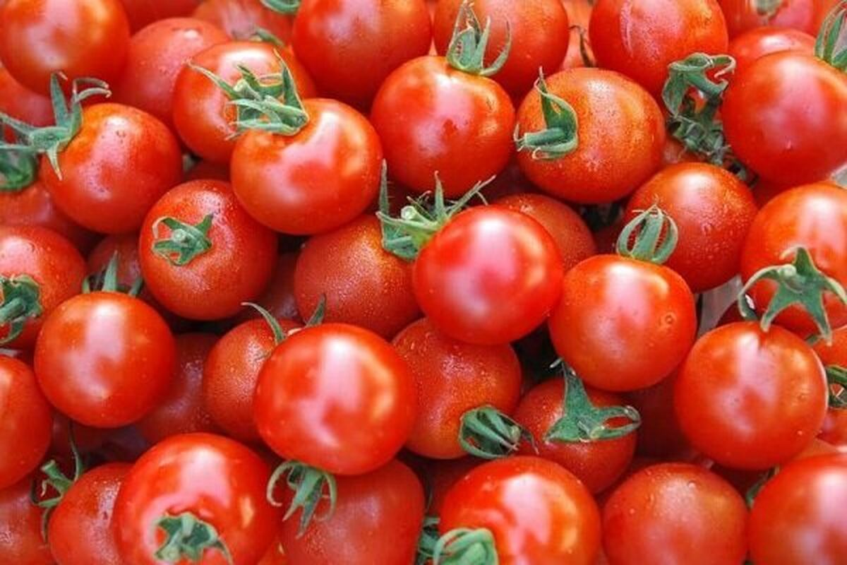 عمرا اگه میدونستی نباید گوجه فرنگی را در یخچال نگهداری کرد! ؛ روش نگهداری درست گوجه‌فرنگی