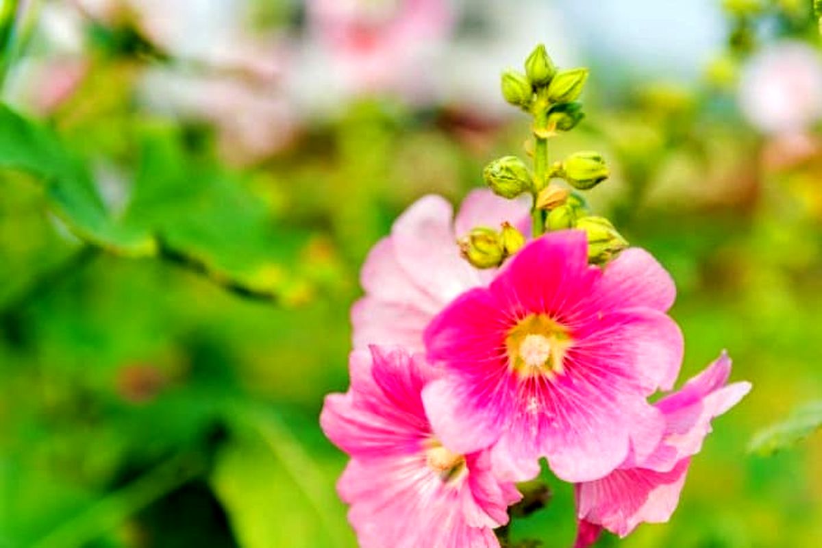 خواص گل ختمی و فواید درمانی آن | گل ختمی برای سلامتی مضره یا مفید؟