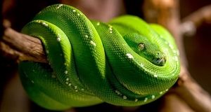 ویدئو | مرگبارترین مار جهان اینجاست!