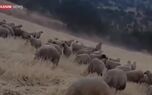 ببینید | عکس‌العمل جالب یک چوپان‌ پس از حمله خرس به گله‌اش