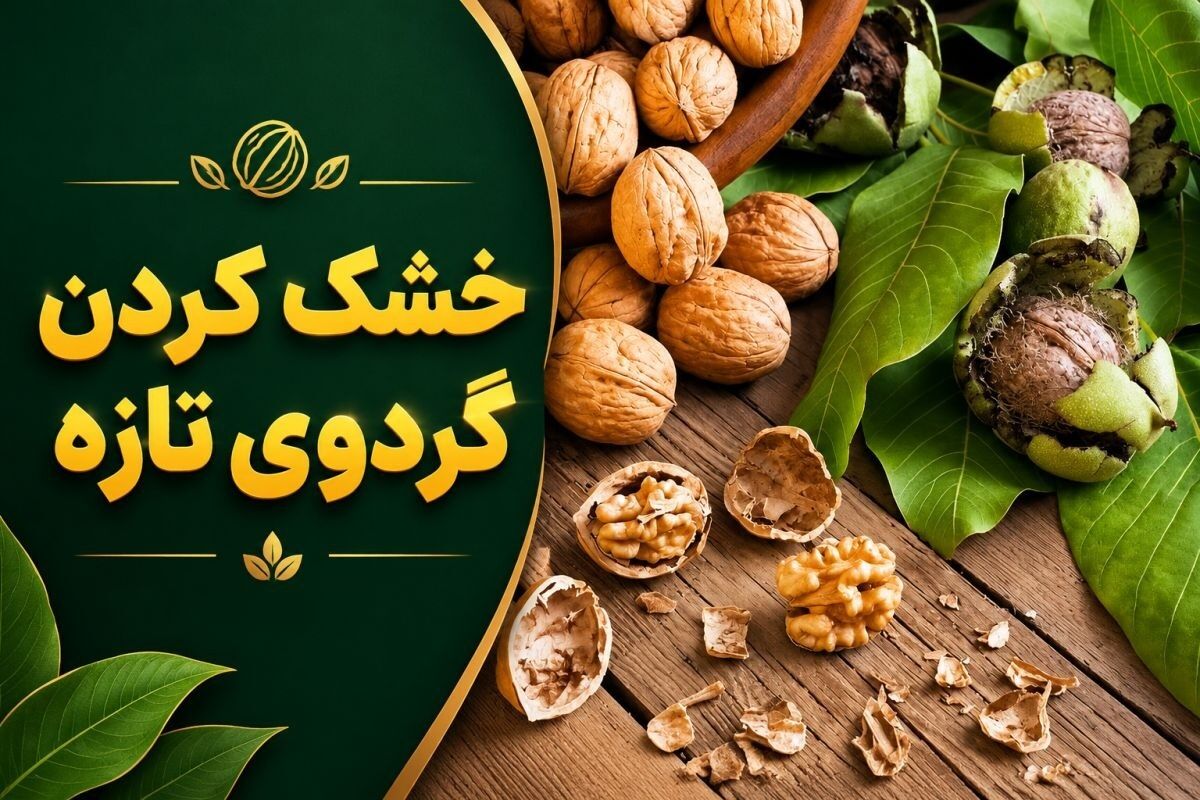 ترفند جادویی خشک کردن گردو تازه و سبز در خانه بدون  کپک‌زدگی